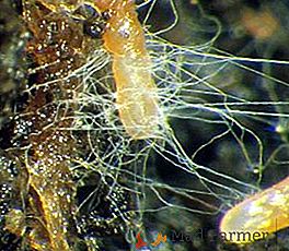 Каква е ролята на mycorrhizas (гъби) в храненето на растенията