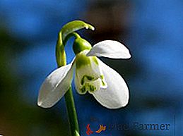 Ao crescer snowdrops (galanthus), como cultivar flores no jardim