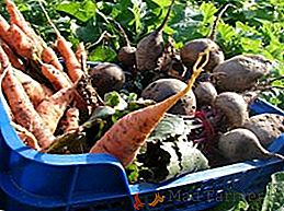 Lors de la récolte des betteraves et des carottes du lit, les caractéristiques de collecte et de stockage de la récolte
