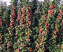 De ce și când este mai bine să plantați pomi fructiferi