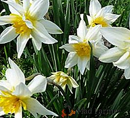 De ce nu flori daffodils: cauze posibile și soluția lor