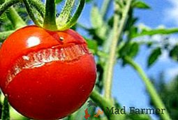 Por que os tomates quebram na casa de campo?