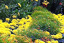 Žuto cvijeće za sadnju u vrtu (uz fotografiju)