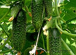 Як отримати хороший урожай огірків, вирощування методом гідропоніки