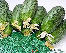 Cucumber "Cupid f1": vlastnosti, výsadba a péče