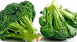 Vse o pravilni negi in sajenju brokolija