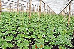Peculiaridades del cultivo de pepinos en un invernadero