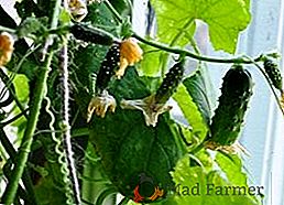 Cultivar pepinos en el alféizar de la ventana: consejos prácticos
