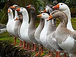 Отглеждане на гъски у дома: обсъждане на най-добрите породи, създаване на условия за поддръжка и отглеждане на млади животни