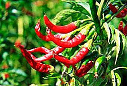 Jak sadzić i uprawiać chili