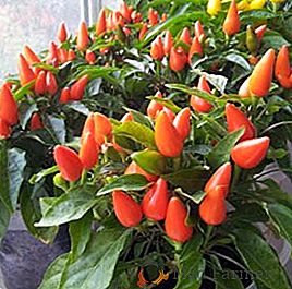 Tajne uspješnog uzgoja paprike na prozoru