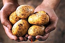 Dobra žetev krompirja iz semen: ali je resnična?