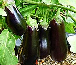 Semis de plants d'aubergine: conseils pratiques