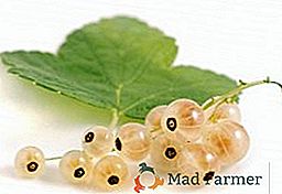 Няколко правила и насоки за грижата за бялата френско грозде