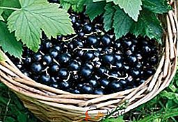 Черно френско грозде: растение, растат, събрани