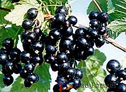 Come piantare e curare correttamente il ribes nero