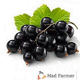 Как полезно черно френско грозде: лечебни свойства и противопоказания