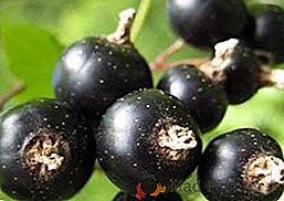 El mejor consejo sobre el cuidado y la siembra de variedades de grosellas negras "Yadrenaya"