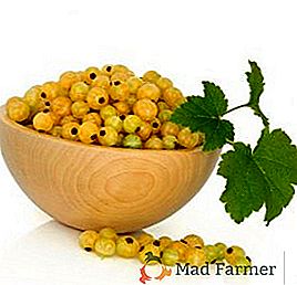 Ribes bianco: contenuto calorico, composizione, proprietà utili e controindicazioni