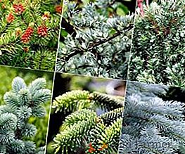 Piante di conifere: specie e nomi