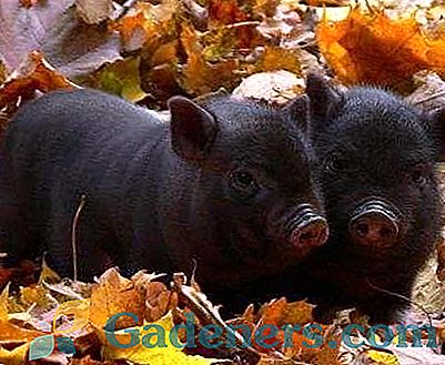 Вијетнамске свињске прасе: карактеристике узгоја и његе