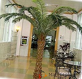 Règles de soins pour un palmier dattier à la maison