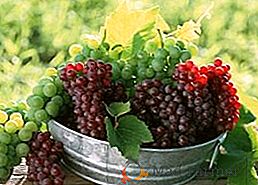 Знайомимося зі столовими сортами винограду