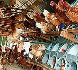 As causas do aparecimento e tratamento da diarréia em galinhas