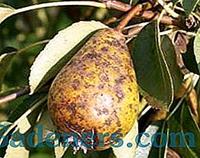 Проблеми при вирощуванні груші: всихання, розтріскування, осипання плодів і листя