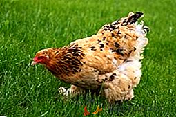 Choroby kurczaka i metody ich leczenia i zapobiegania