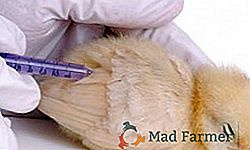 Enfermedades de los pollos de engorde: cómo y qué tratar las enfermedades no transmisibles