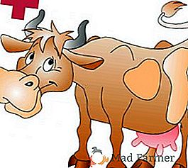Comment traiter la mammite chez une vache: causes, traitement, prévention