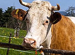 Ketóza u krav: co to je a jak se s ním zachází