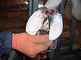Malattie degli zoccoli nelle mucche: come identificare e curare