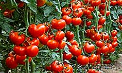 O que fazer se as folhas de tomate estiverem torcidas