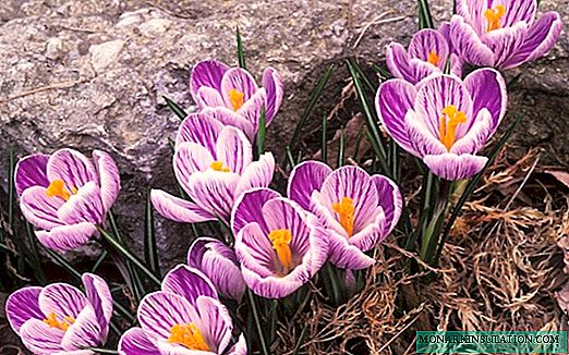 10 flores de cebolla que no necesitan ser desenterradas para el invierno