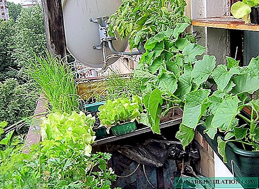Jardin sur le balcon: 10 conseils utiles pour une vraie hôtesse