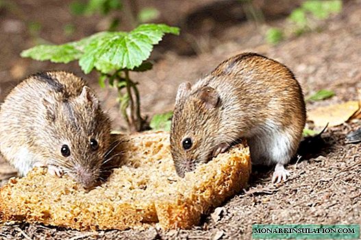 11 formas efectivas de proteger una cabaña de verano en invierno de la invasión de roedores