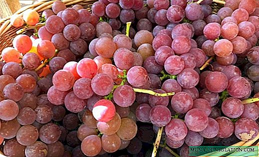 11 أفضل أنواع العنب لمساعدتك على إنشاء النبيذ محلية الصنع فريدة من نوعها