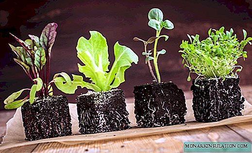 11 serious mistakes you make when growing seedlings at home