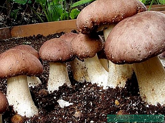 For gambling mushroom pickers: 12 types of mushrooms that can be grown at home