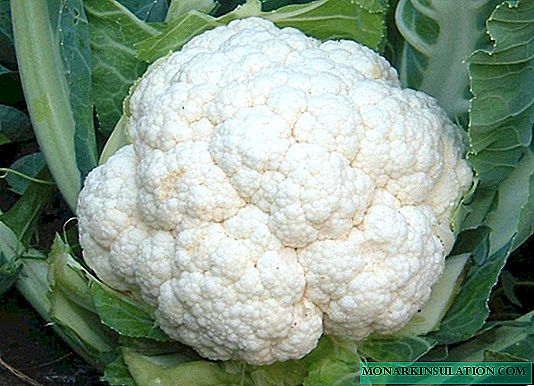 Snowball 123: one of the best varieties of cauliflower