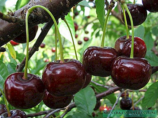 Varieties of cherries Zagoryevskaya and Zagoryevskaya 2