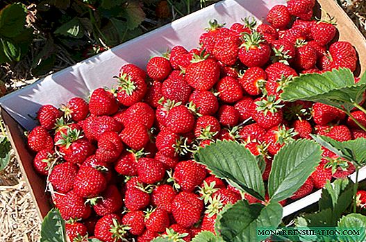Strawberry Elizabeth 2 - royal harvests with good care