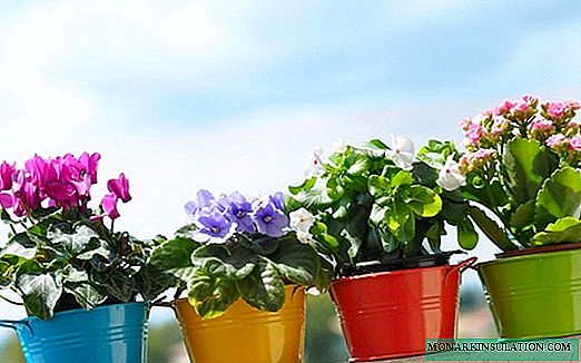 Florist lunar calendar for May 2019: hot season for transplants and top dressing