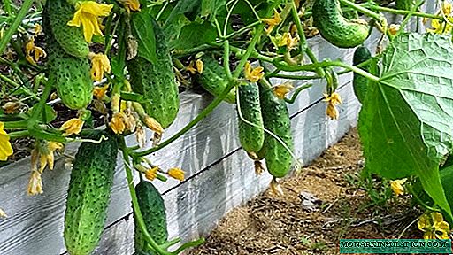 Cucumbers in a garden near Moscow: how to choose and grow in 2020