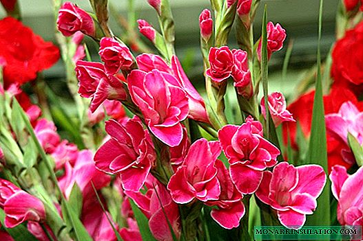 Puiki gėlė gėlių lovoje - 25 gladiolių nuotraukos peizažo kompozicijose