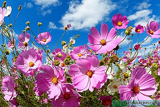 30 photos of charming cosmea in landscape design