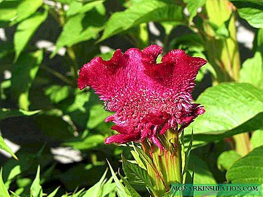 Celosia colorida no jardim: 30 fotos do aplicativo de design