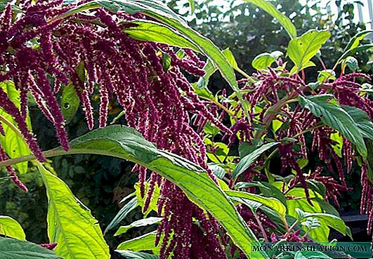 Lush colored panicles: 35 photos of amaranth in landscape design
